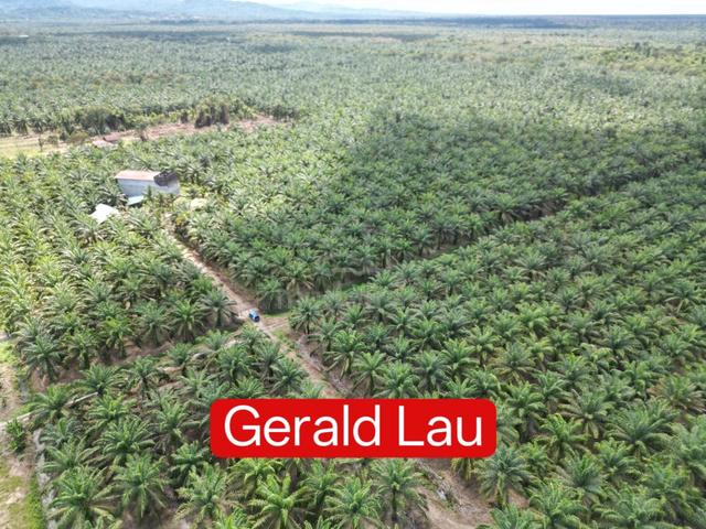 CL Agricultural Land|Oil Palm|Bird Nest|Kg Luagan|Beaufort|Sabah 1