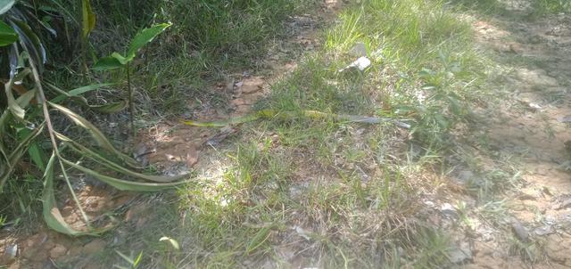 Lot tapak tanah penuh privacy pekan Ranau 1