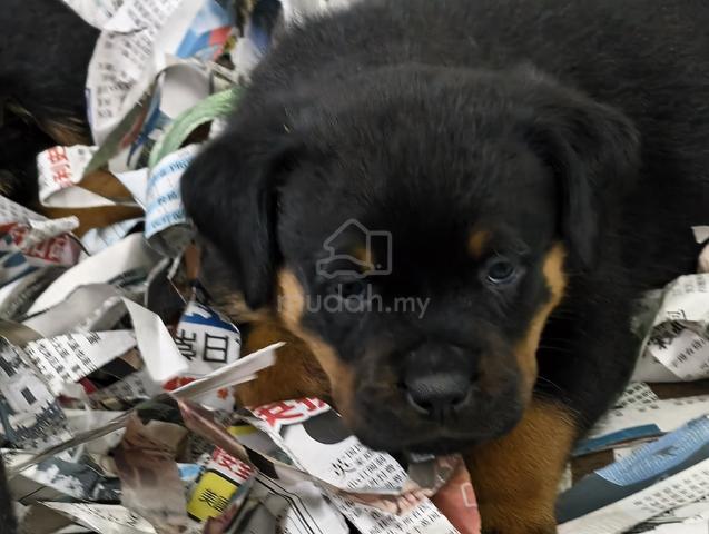 rottweiler puppy  - photo 3 of 4