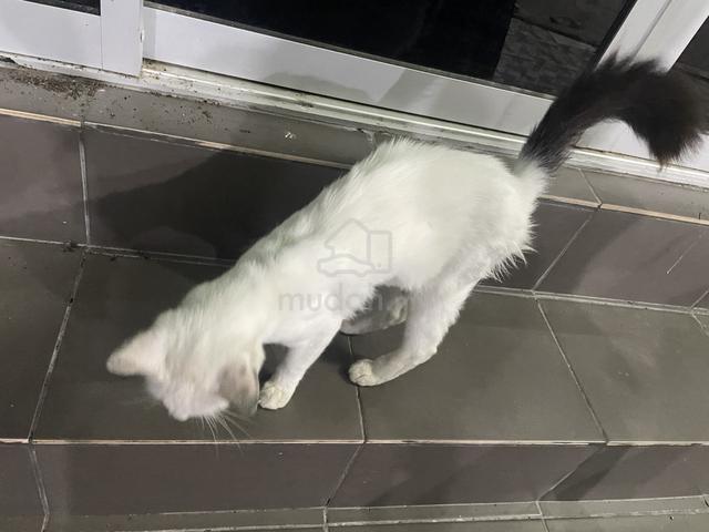 kucing parsi - photo 3 of 5