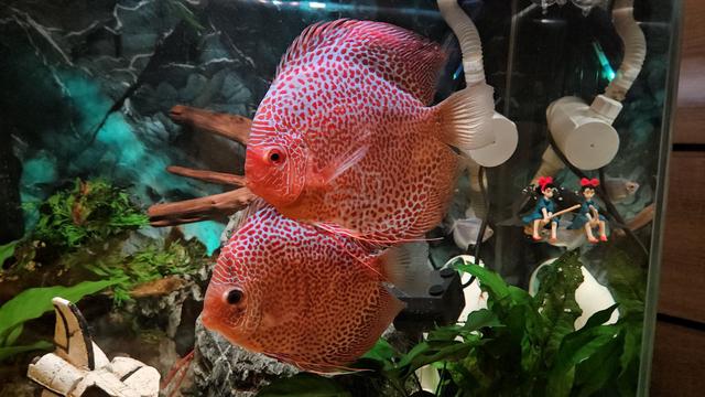 Quality AAA Discus Fish Ikan Sepasang Pair - photo 5 of 6