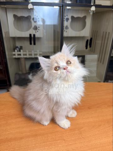 persian (DLH) - photo 4 of 6