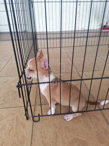 Promo! Pure🔥 Chihuahua Puppy Male 2710E - photo 2 of 6
