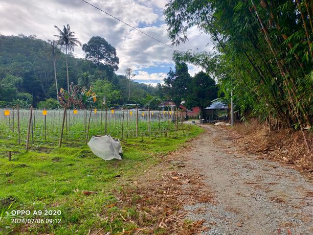 Tanah Janda Baik tepi sungai direct owner 4