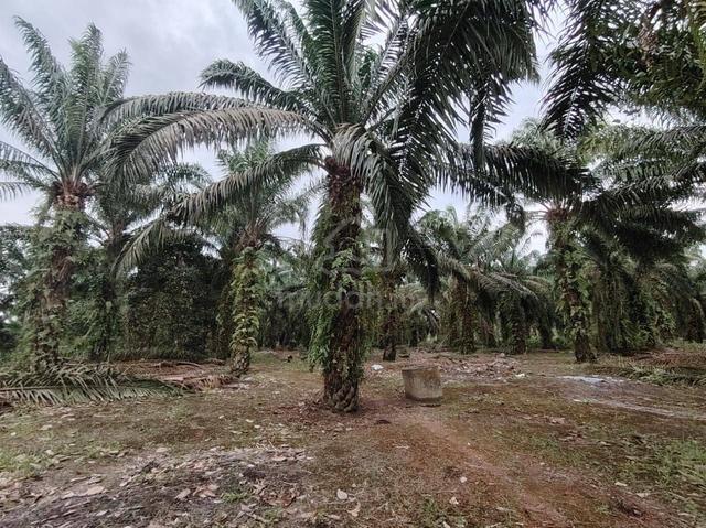 6.7 Acres Oil Palm Land Ayer Baloi, Pontian, Johor 1