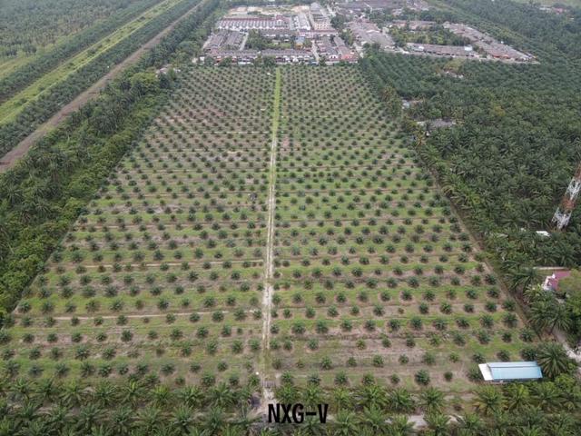 Value Buy‼️20Acres Agriculture Land Teluk Intan Perak ✅Car can Access 1