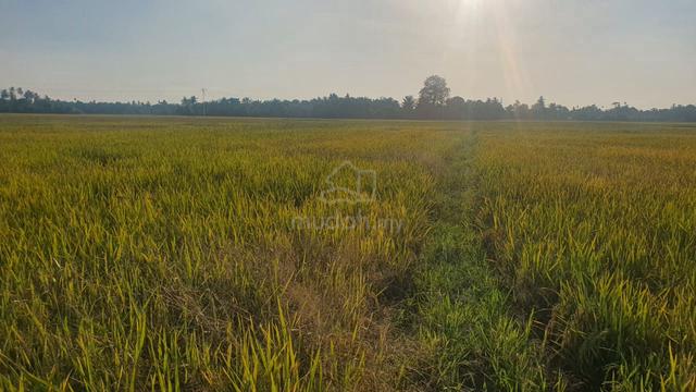 FOR SALE! Tanah Sawah Padi (kawasan tanaman berkala)! 1