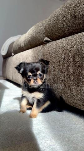 black and white Chihuahua ~1 - photo 2 of 6