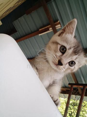 BSH KITTEN GRAY (Jantan) - photo 3 of 6