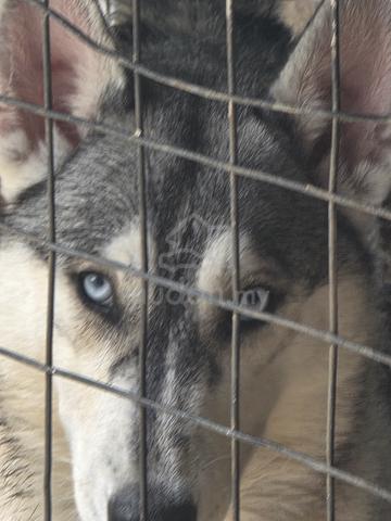 Siberian husky - photo 4 of 4