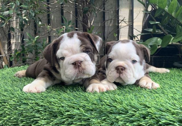 Pelagia and the White Bulldog (Pelagiya i bely buldog