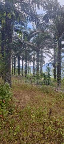 Agricultural Land For Sale 1