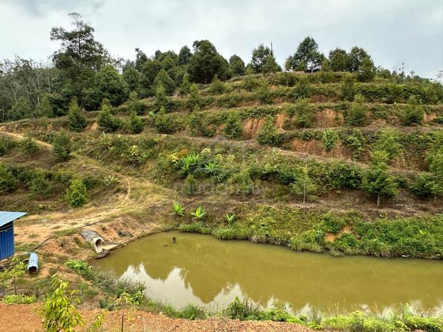 Durian Plantation with WATERFALL BELOW MARKET INVESTMENT Cheroh Raub 1