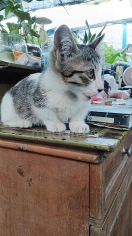 Munchkin Kitten - photo 2 of 3