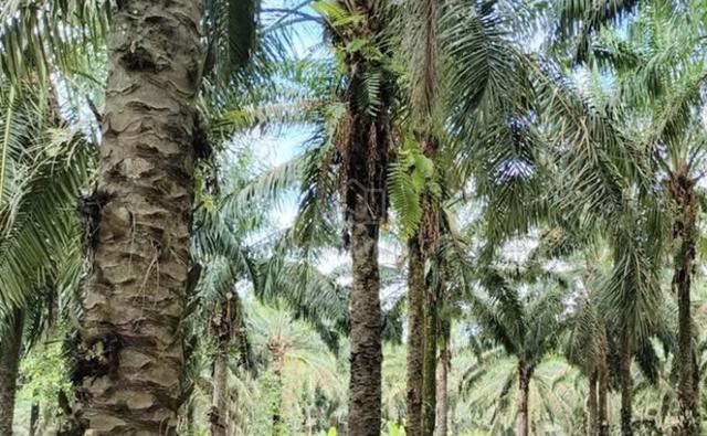 Agri land for sale Bekok 1