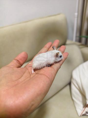 Winter White Hamster - photo 6 of 6