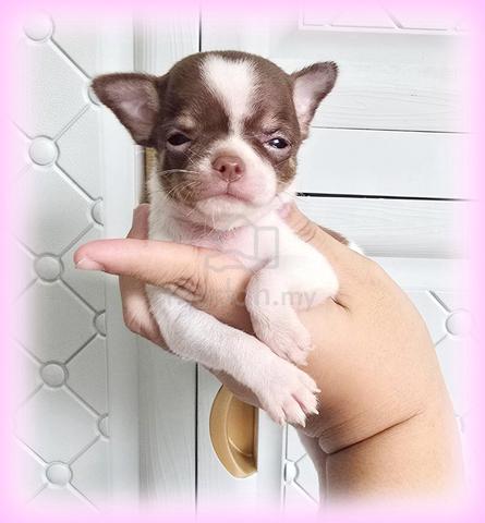 Chiwawa Pure Breed - photo 6 of 6
