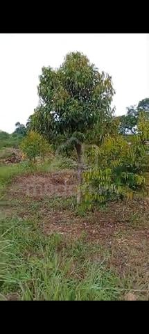 tanah kebun 1