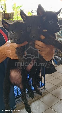 German shepherd puppies  - photo 3 of 3