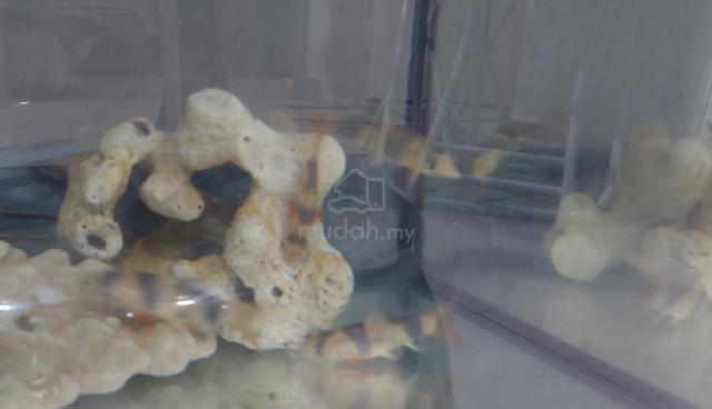Clown Loach - photo 2 of 2