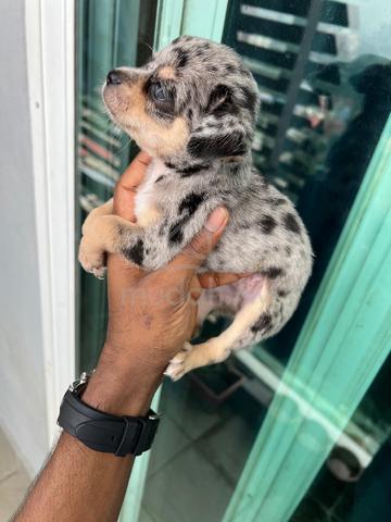 Chihuahua now available -8 - photo 2 of 3