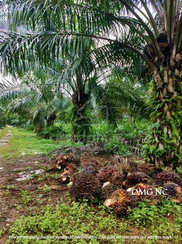 LAND FOR SALE Prime Location at Jenjarom Seri Cheeding 2.5 acre 1