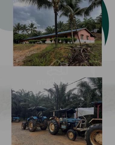 Ladang Kelapa Sawit Hulu Lepar Kuantan Pahang 1