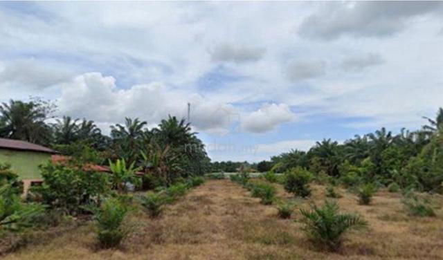 Tanah Pertanian Sri Gambut, Tanjong Karang, Kuala Selangor 1