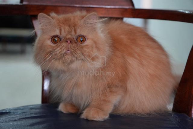Pure persian boy - photo 3 of 3