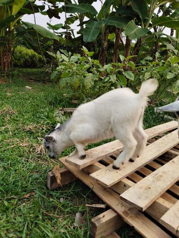 Kambing Pygmy - photo 2 of 3