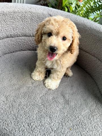 maltipoo ~1 - photo 4 of 4