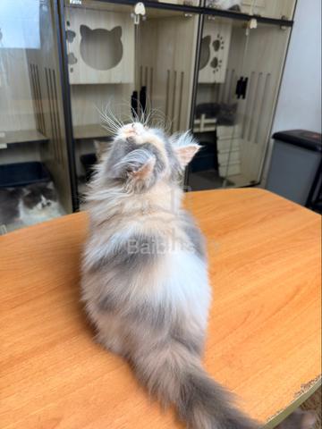 persian (DLH) - photo 3 of 6