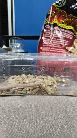 Corn Snake - photo 2 of 5