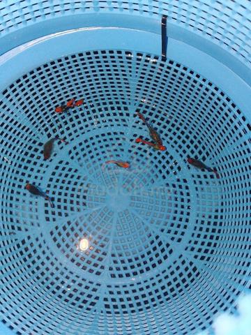 Carousel Image Selected