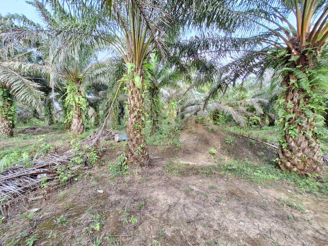 Direct Owner 3.5 Ekar Tanah Mersing Johor 4