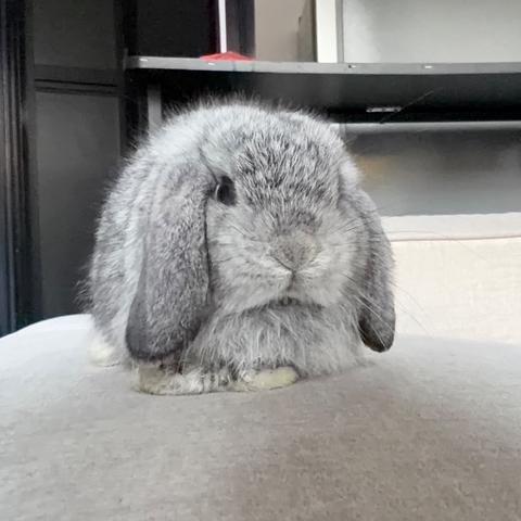 Holland lop bunny ear lop rabbit arnab - photo 3 of 3