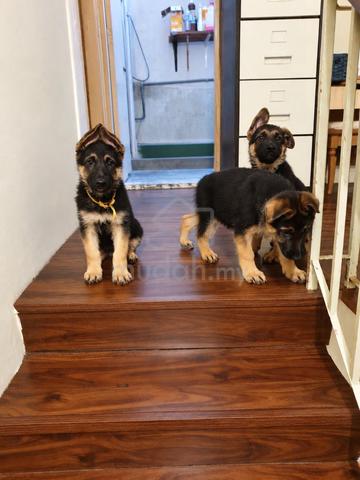German Shepherd - photo 3 of 5