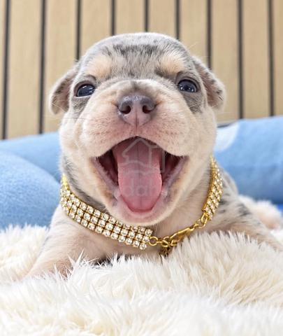 FRENCH BULLDOG PUPPIES VIP128 🌻 Merle boy-girl - photo 3 of 3