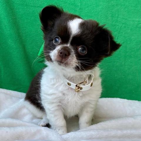 Carousel Image