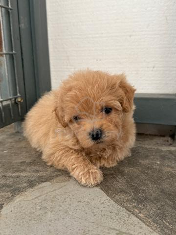 Toy Poodle Champagne Color Pets for sale in Serdang Selangor