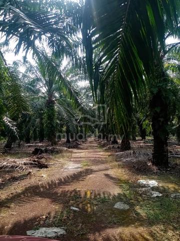 Freehold Agriculture Land, Jasin, Melaka 1