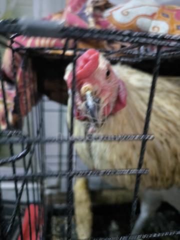 Carousel Image