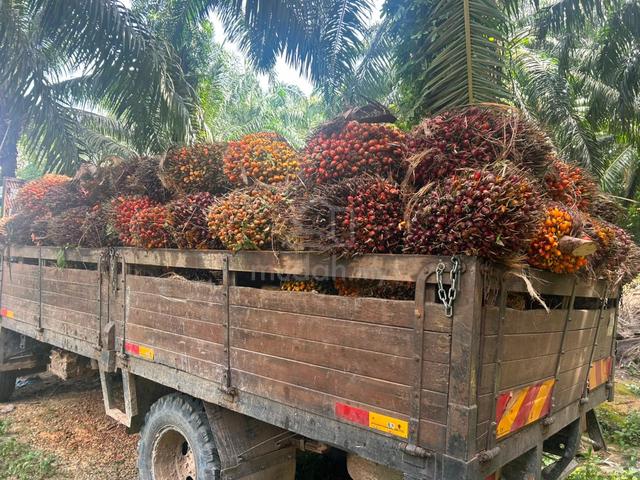 [9.844 ACRES FREEHOLD] Agriculture Land @ Ayer Panas, Jasin, Melaka 1