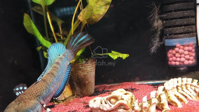 blue pulchra display - photo 2 of 3