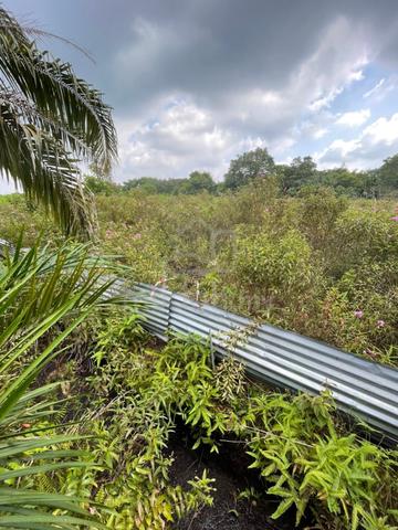 Ulu Benut Agricultural Land For Sale 1