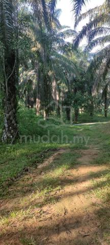 Tanah Sawit Untuk Dijual 1