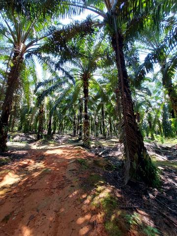 Mawai Kota Tinggi Johor Agricultural Land for Sale 1