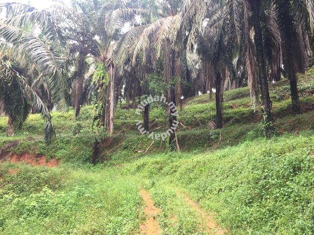 Freehold Agriculture Land For Sale At Johol,Kuala Pilah,N.Sembilan 1