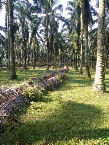 12 Lot Tanah Kelapa Sawit Seelong Mukim Tebrau Johor 1
