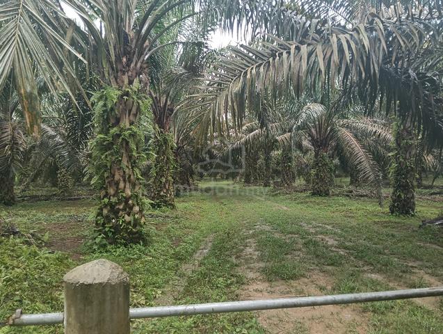 Oil palm plantation for sale 1